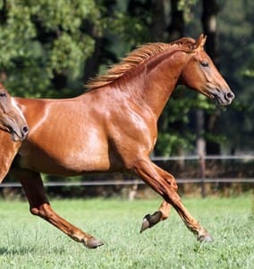 Wetenschappelijk onderzoek naar Omega-3 vetzuren en antioxidanten