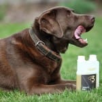 Ervaringen Balanstri omega-3 paard of hond