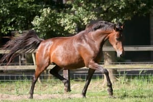 Balanstri omega-3 zomereczeem