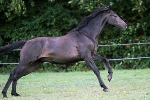 Balanstri calm - magnesiumcitraat