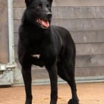 Odette Beek - Gadget