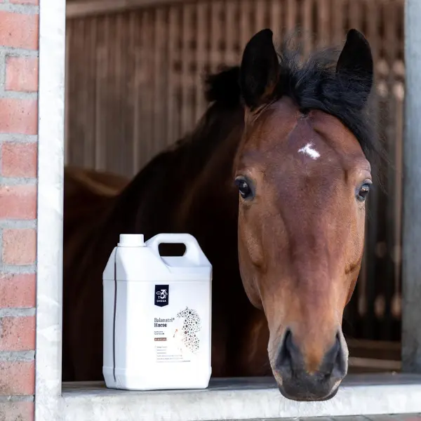 Balanstri Horse Essential 5L - Afbeelding 3