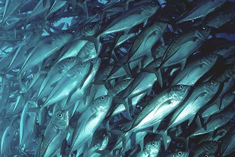 Visolie en levertraan