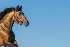 Hittestress bij paarden